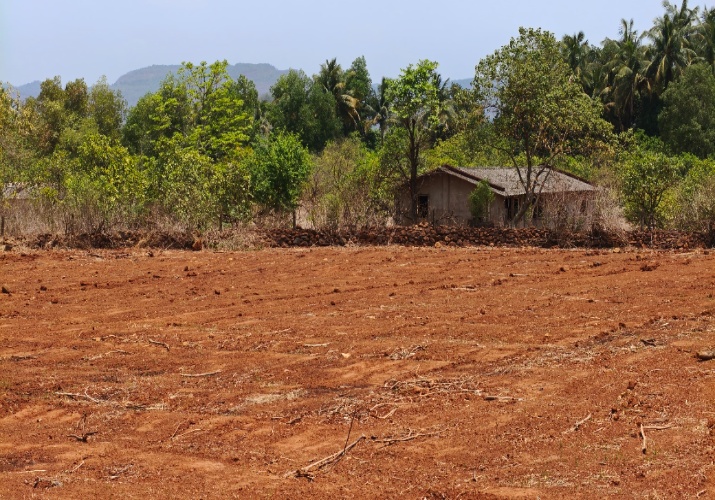 Guava Farming plot